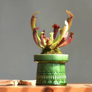 Green Nordic Ceramic Plant Pot - Staunton and Henry